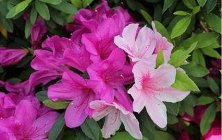 杜鹃花落最新爆料,最新爆料背后的惊人真相